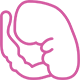 embryo embryo