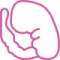 embryo embryo